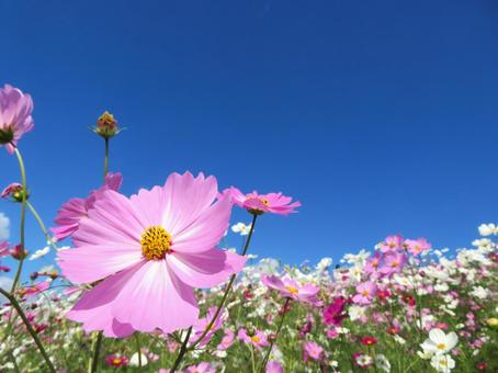 コスモスと快晴の空 コスモス,快晴,秋晴れの写真素材
