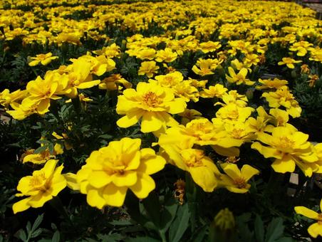 マリーゴールド・センジュギクの写真