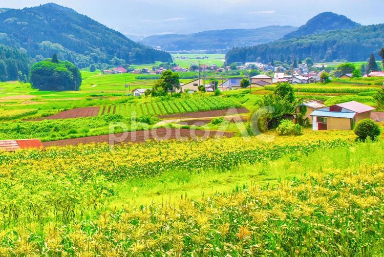 夏の田舎の畑 夏,田舎,畑の写真素材