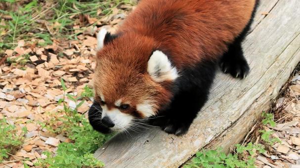 夏休みの動物園 レッサーパンダも暑い 夏休みの動物園 レッサーパンダも暑いの写真