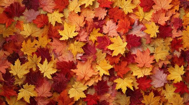 カエデの紅葉:秋の葉テクスチャ素材 カエデの紅葉:秋の葉テクスチャ素材の写真