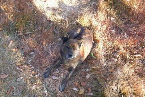 秋の草の色に同化する愛犬 犬,ペット,秋の写真素材