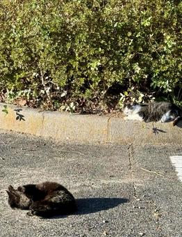 猫2匹 猫,白黒,ニャンコの写真素材