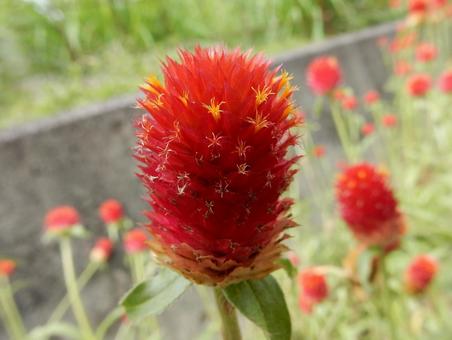 Photo, thousands of red, sennichiko, red, 