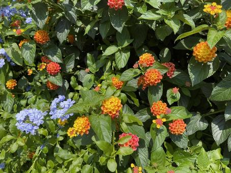 神田川6月:ランタナとルリマツリの花 神田川6月:ランタナとルリマツリの花の写真