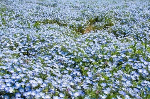 Nemophila at Hitachi Seaside Park, JPG
