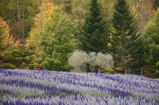 サルビア② サルビア②の写真