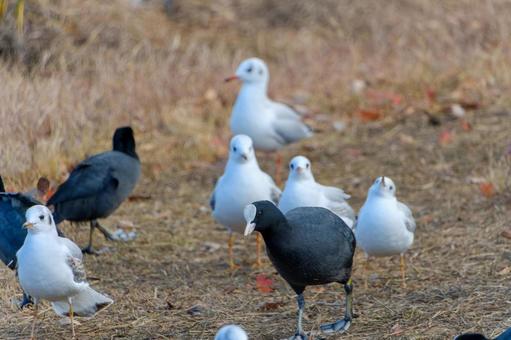 岸辺に佇むオオバンとユリカモメの群れ 岸辺に佇むオオバンとユリカモメの群れ オオバン,ユリカモメ,鳥の写真素材