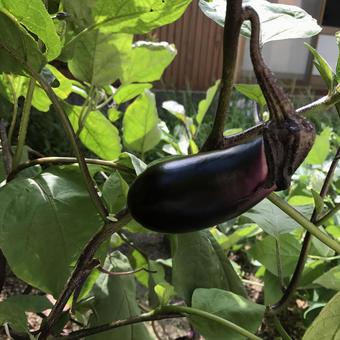 Eggplant, berenjena, jardín de su casa, verduras, JPG