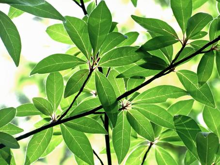 Photo, chromoid, green leaves, leaf, 
