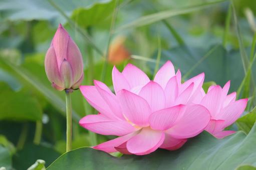 lotus flower, JPG