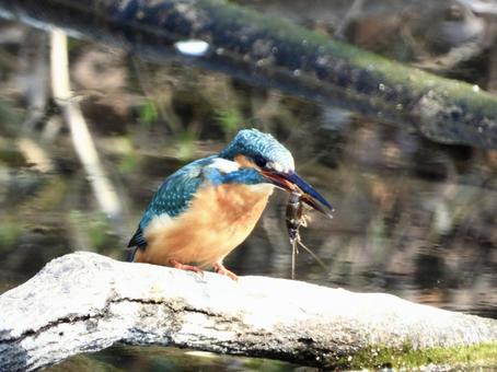 小エビを咥えるカワセミの写真