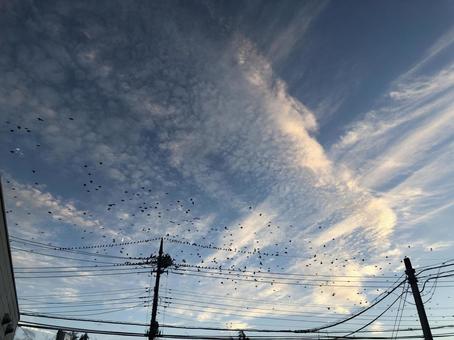 夕暮れ時の鳥たち 空,鳥,群れの写真素材
