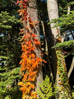 紅葉のツタが彩る木の幹 紅葉,秋,ツタの写真素材