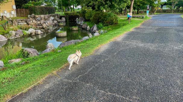 ひょうたん島公園を散歩するフレブル ひょうたん島公園を散歩するフレブル ひょうたん島公園,犬,フレンチブルドッグの写真素材