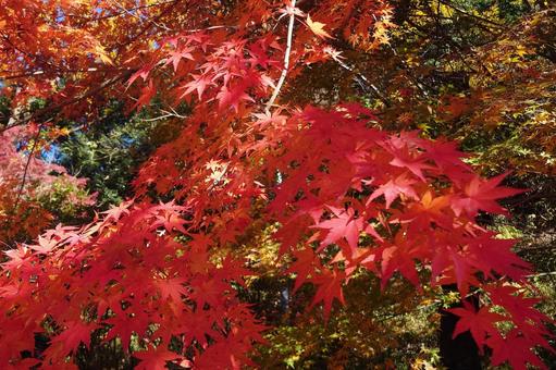 美しい紅葉 美しい紅葉 紅葉,秋,もみじの写真素材