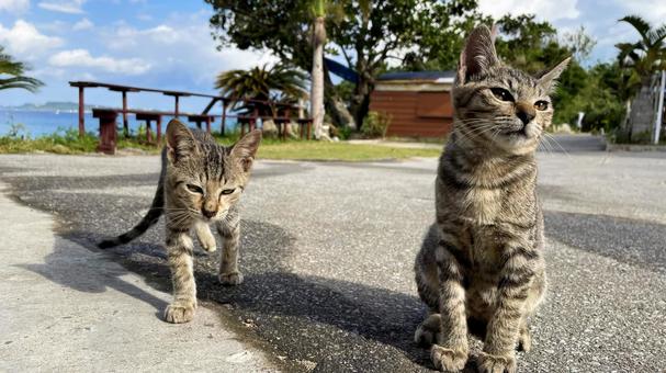 海辺でくつろぐ沖縄、離島の猫たち 海辺でくつろぐ沖縄、離島の猫たち 猫,島猫,日向ぼっこの写真素材