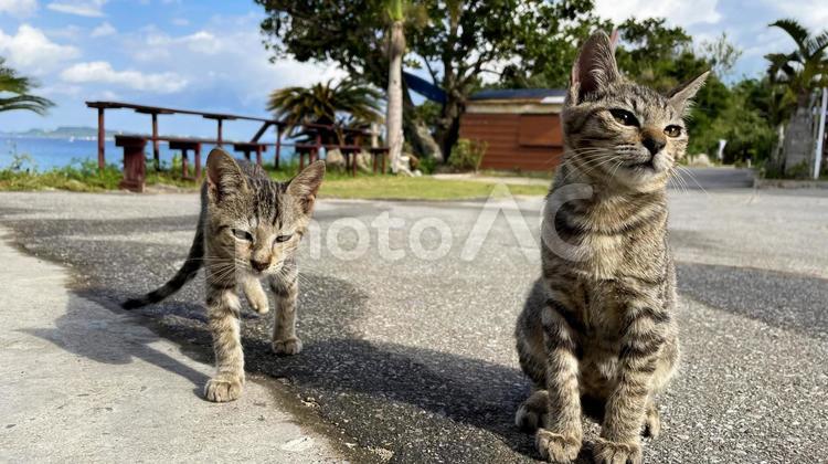 海辺でくつろぐ沖縄、離島の猫たち 猫,島猫,日向ぼっこの写真素材