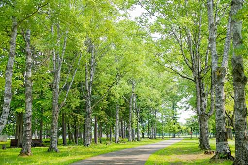 緑の中の道 緑の中の道,緑,初夏の写真素材