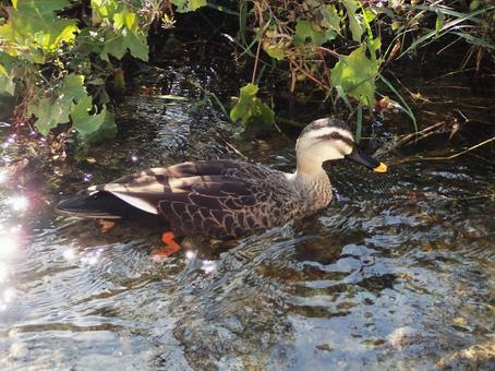 水面に浮かぶカルガモ カルガモ,鴨,水面の写真素材