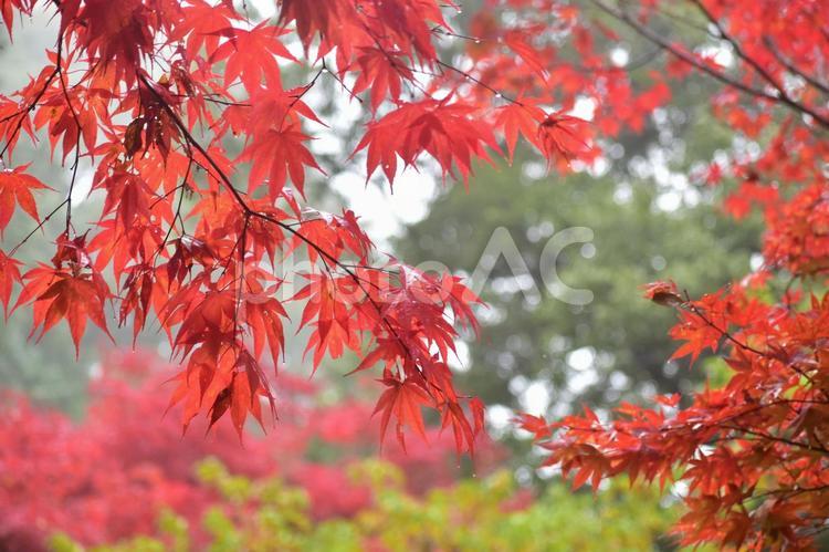 紅葉 もみじ モミジ 秋 尾関山公園 紅葉 もみじ モミジ 秋 尾関山公園 広島,広島県,中国地方の写真素材