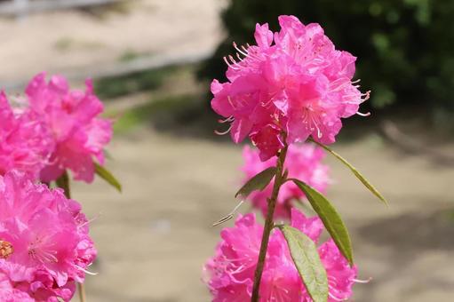 サツキ満開の写真