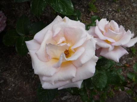 ローズガーデンの花12 ローズガーデンの花12の写真