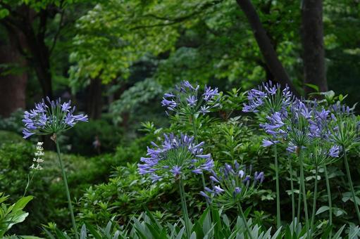 Photo, agapanthus, purple clam, murasaki kunsiran, 