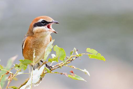 高鳴きするモズの雄 モズ,鵙,百舌鳥の写真素材