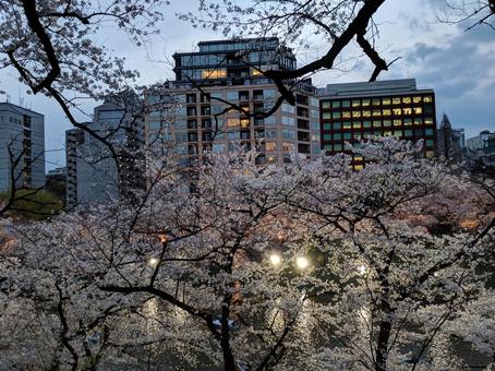 宵闇に浮かぶ桜と都市 桜,夜桜,春の写真素材