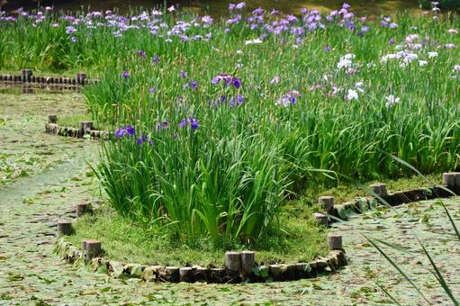 6月下旬の栗林公園の花菖蒲園 6月下旬の栗林公園の花菖蒲園 花菖蒲,花,植物の写真素材