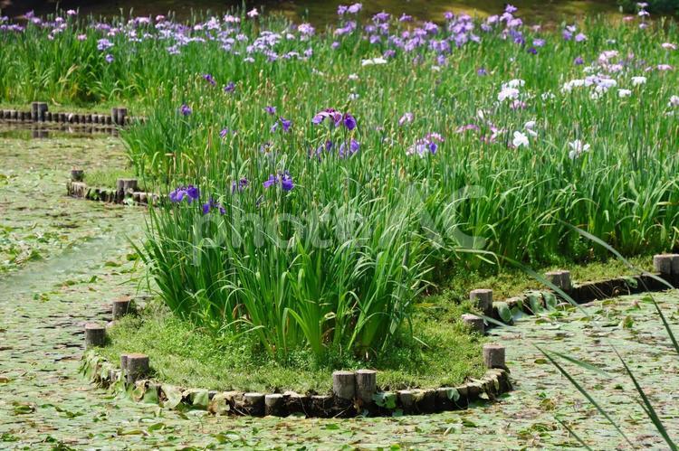 ６月下旬の栗林公園の花菖蒲園 花菖蒲,花,植物の写真素材