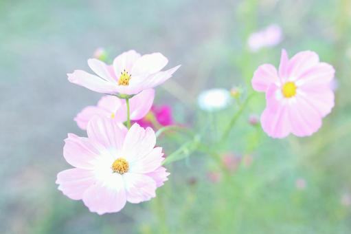 Cute Cosmos, JPG
