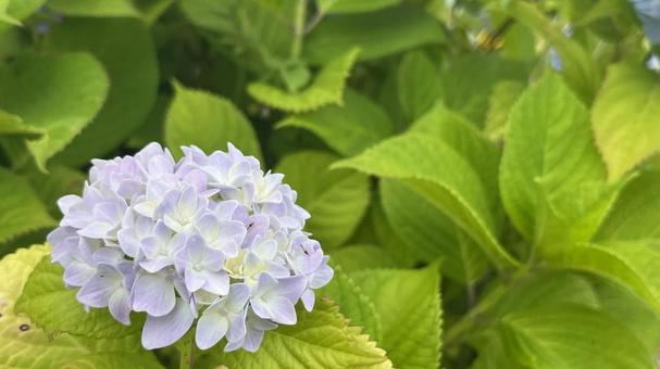 紫陽花(水色、ヨコ) 紫陽花(水色、ヨコ)の写真