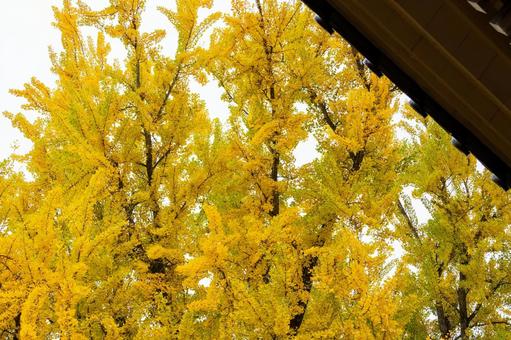 秋の道祖神社⑾ 秋,イチョウ,黄葉の写真素材