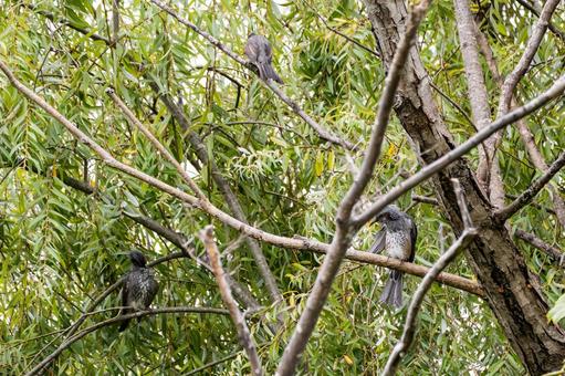 ヒヨドリ⑽の写真