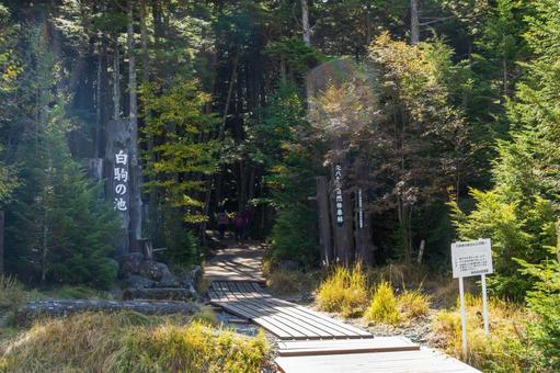 八ヶ岳白駒池 登山道入り口 八ヶ岳白駒池 登山道入り口 日本,長野県,南佐久郡の写真素材