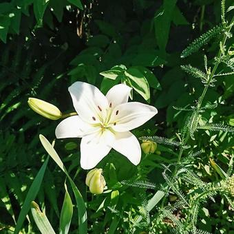 White lily, lily, white, natural, JPG