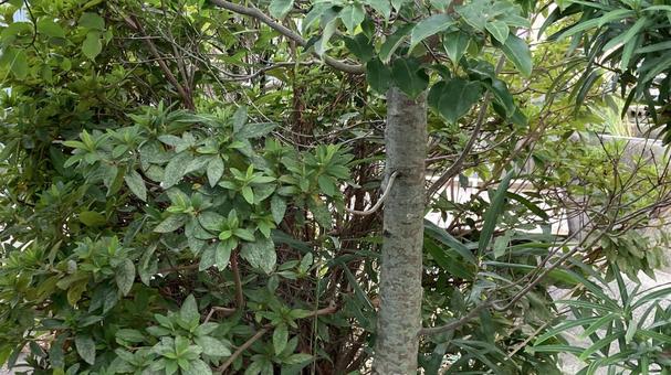 庭の木 庭の木 木,ハナミズキ,ツツジの写真素材
