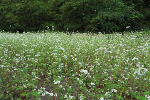 山間のそば畑 花咲く 山間のそば畑 花咲くの写真
