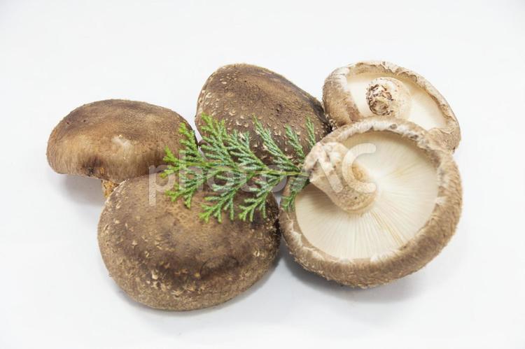 原木椎茸 原木椎茸,シイタケ,肉厚の写真素材