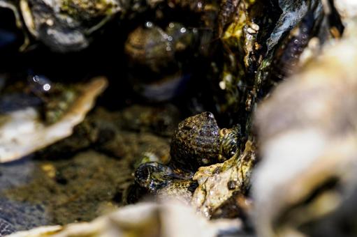 Photo, tideland, creatures, sea urchin, 