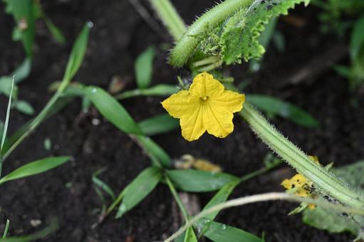 Cucumber flowers blooming in the family's garden, JPG Cucumber flowers blooming in the family's garden, JPG