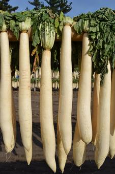 大根の収穫 天日干し 山形県庄内 大根の収穫,大根の天日干し,大根の写真素材