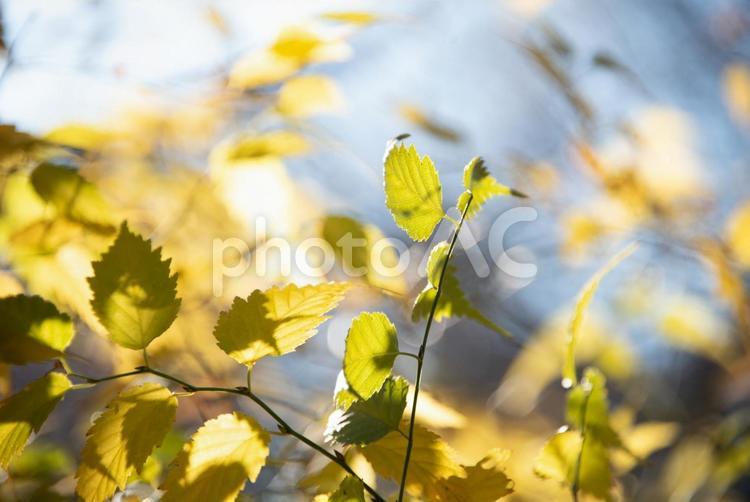 秋晴れの陽ざしに光る黄金色の葉 黄金色,黄色,葉の写真素材