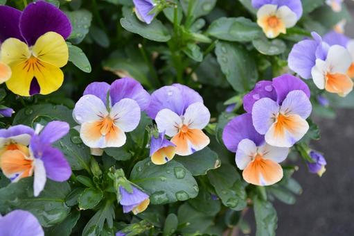 ビオラ(薄紫・白・薄オレンジ) ビオラ(薄紫・白・薄オレンジ) 花,自然,野草の写真素材