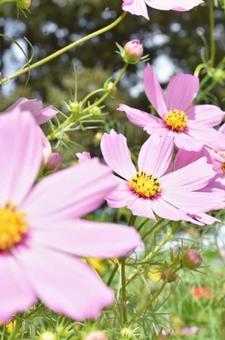 コスモスの写真