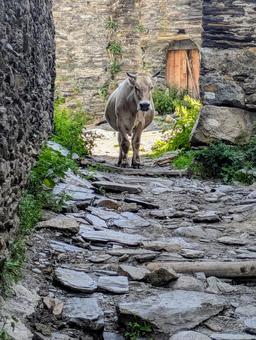 ウシュグリ村の小径と牛 牛,小径,ウシュグリ村の写真素材