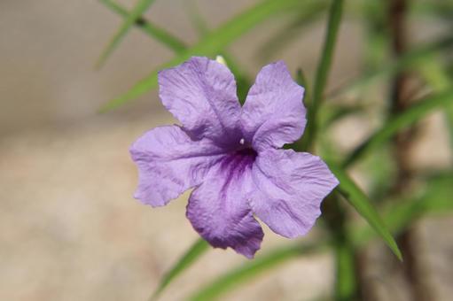 ヤナギバルイラソウ ヤナギバルイラソウ,やなぎばるいらそう,花の写真素材