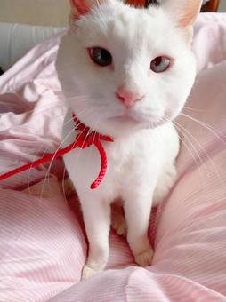 しろねこ しろねこの写真